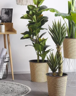 Kunstig plante FICUS ELASTICA 134 cm Grøn