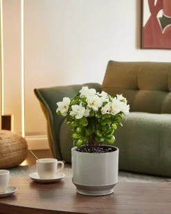 Kunstig plante NOVELLA 36 cm Hvid