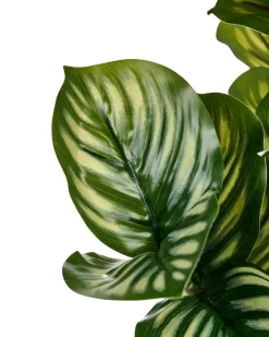 Kunstig plante ORBIFOLIA 50 cm Grøn