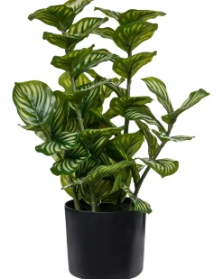 Kunstig plante ORBIFOLIA 50 cm Grøn