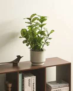 Kunstig plante ORBIFOLIA 50 cm Grøn