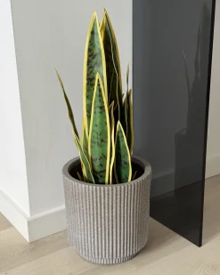 Kunstig plante SNAKE PLANT 63 cm Grøn