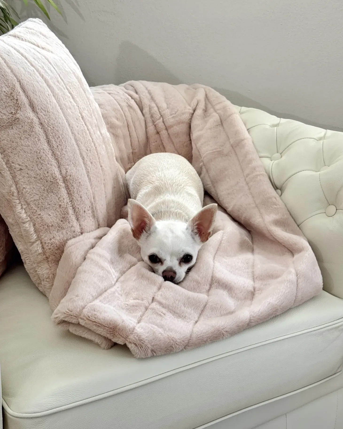 Lænestol CHESTERFIELD Ægte læder Lys Beige